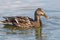 Wild duck Mallard Anas platyrhynchos. Female Duck.