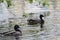 Wild duck mallard on a city pond in Yekaterinburg Russia