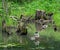 Wild duck mallard in pond