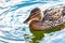 Wild duck Mallard swims on the lake