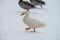 Wild duck mallard white rare mutant winter