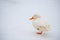 Wild duck mallard white rare mutant winter