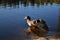 Wild Duck in Nuuksio National Park, Finland