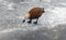 Wild duck Ogar on a frozen lake. Close-up