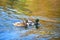 Wild duck in Plitvice Jezera park