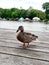 Wild Duck Portrait