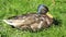 Wild duck relax on green grass