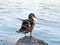 Wild duck resting on a stone on the shore..