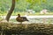 Wild duck resting on a tree near the town reservoir