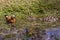 Wild duck Ruddy Shelduck and her 14 funny chicks swim in the pond on a sunny spring day