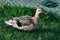 Wild duck sitting on the lawn at the decorative fence