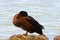 Wild duck sleeping on rock next to shore