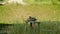 Wild duck sleeps on a wood bench in the middle of an overgrown pond, camera movement