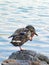 Wild duck standing alone on one leg.