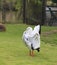 Wild duck standing in field