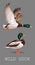 Wild Duck standing and flying. Drake. Vector illustration of realistic bird Mallard isolated on a grey background for