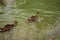 Wild duck swimming on a blooming green water.