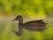 Wild duck swimming in the middle of floating mist, greenery in the background