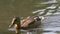 Wild duck swimming in the pond. Mallard wild duck, Anas platyrhynchos floating on a lake. Wild duck with drops of water