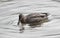 Wild duck swimming in water