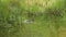 Wild duck swims on an overgrown pond, wildlife