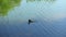 Wild duck swims in pond searching for food, mirrored surface of water.