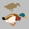 Wild duck vector illustration style Flat