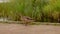 Wild duck walking along wooden berth
