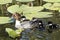 Wild duckling on Lily, closeup, summer