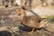 Wild ducks. Beautiful birds in the city park on a sunny day