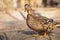 Wild ducks. Beautiful birds in the city park on a sunny day