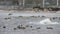Wild ducks come down on water in Mezhyhirya in
