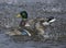 Wild ducks couple Anas platyrhynchos in the rain
