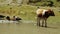 Wild ducks and cows in pond