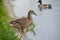 Wild ducks at a creek in a park