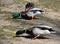 Wild ducks eating corn next to a pond