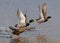 Wild ducks flying