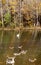 Wild ducks and geese swim and play together in the lake in late autumn.