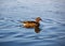 Wild ducks on the lake in Yuyuantan Park