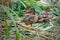 Wild ducks in nest, small mallards family