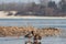 Wild ducks with orange paws. Ducks stand on the ice of a frozen river.