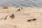 Wild ducks and pigeons walk together along the bank of the Volga river channel