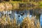 Wild ducks in the pond, behind the reeds. They are fed here.