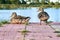 Wild ducks on the pond pier in warm summer evening