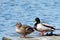 The wild ducks on the Ptuj lake