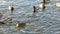 Wild ducks in river. Male and female mallards