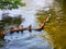 Wild ducks sitting on a tree trunk in water