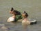 Wild ducks standing ona a stone river Drine Serbia