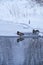 Wild ducks swim in freezing winter pond among ice and snow