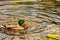 Wild ducks swim on a pond between water lilies